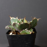 【DRAGON AGAVE】アガベ 白鯨斑紋　EC426