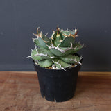 【DRAGON AGAVE】アガベ 猫頭鷹 EC2