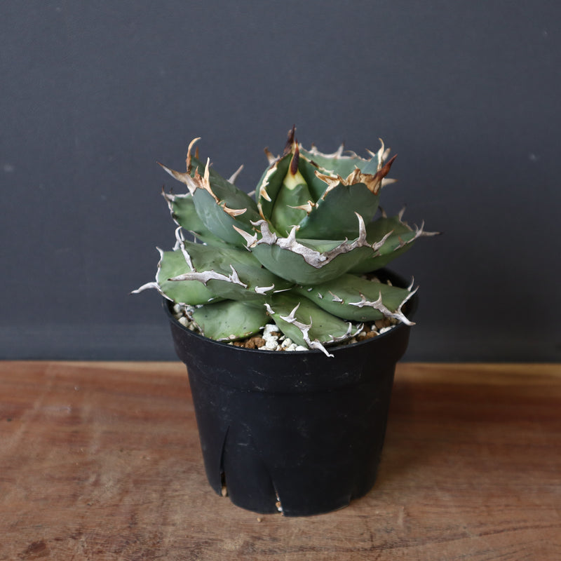 【DRAGON AGAVE】アガベ 猫頭鷹 EC2
