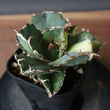 【DRAGON AGAVE】アガベ 白鯨斑紋　EC426