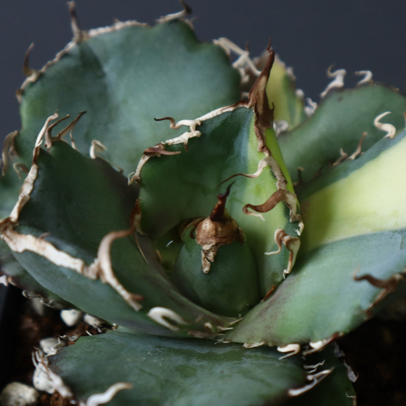 【DRAGON AGAVE】アガベ 白鯨斑紋　EC426