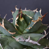 【DRAGON AGAVE】アガベ 猫頭鷹 EC2