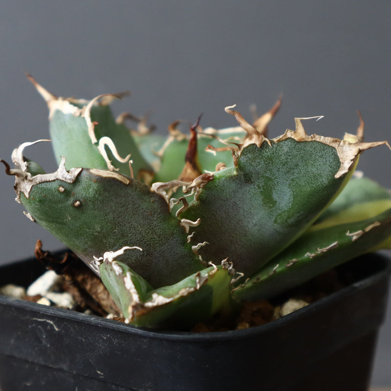 【DRAGON AGAVE】アガベ 白鯨斑紋　EC426