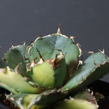 【DRAGON AGAVE】アガベ 白鯨斑紋　EC426