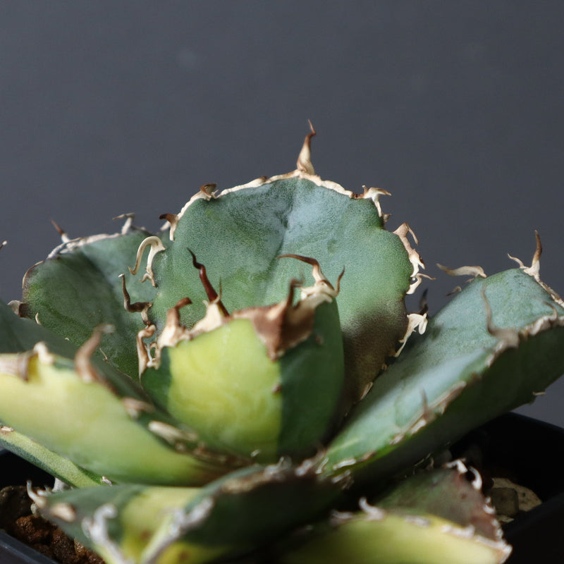 【DRAGON AGAVE】アガベ 白鯨斑紋　EC426