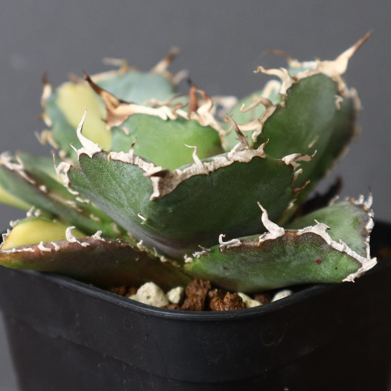 【DRAGON AGAVE】アガベ 白鯨斑紋　EC426