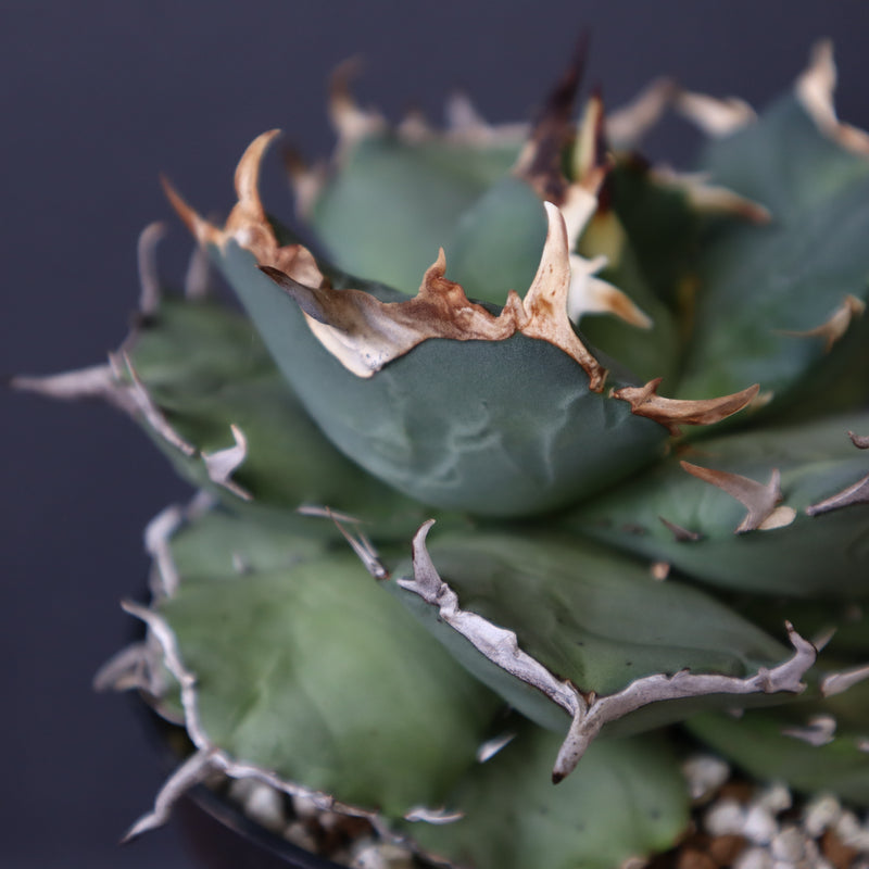 【DRAGON AGAVE】アガベ 猫頭鷹 EC2