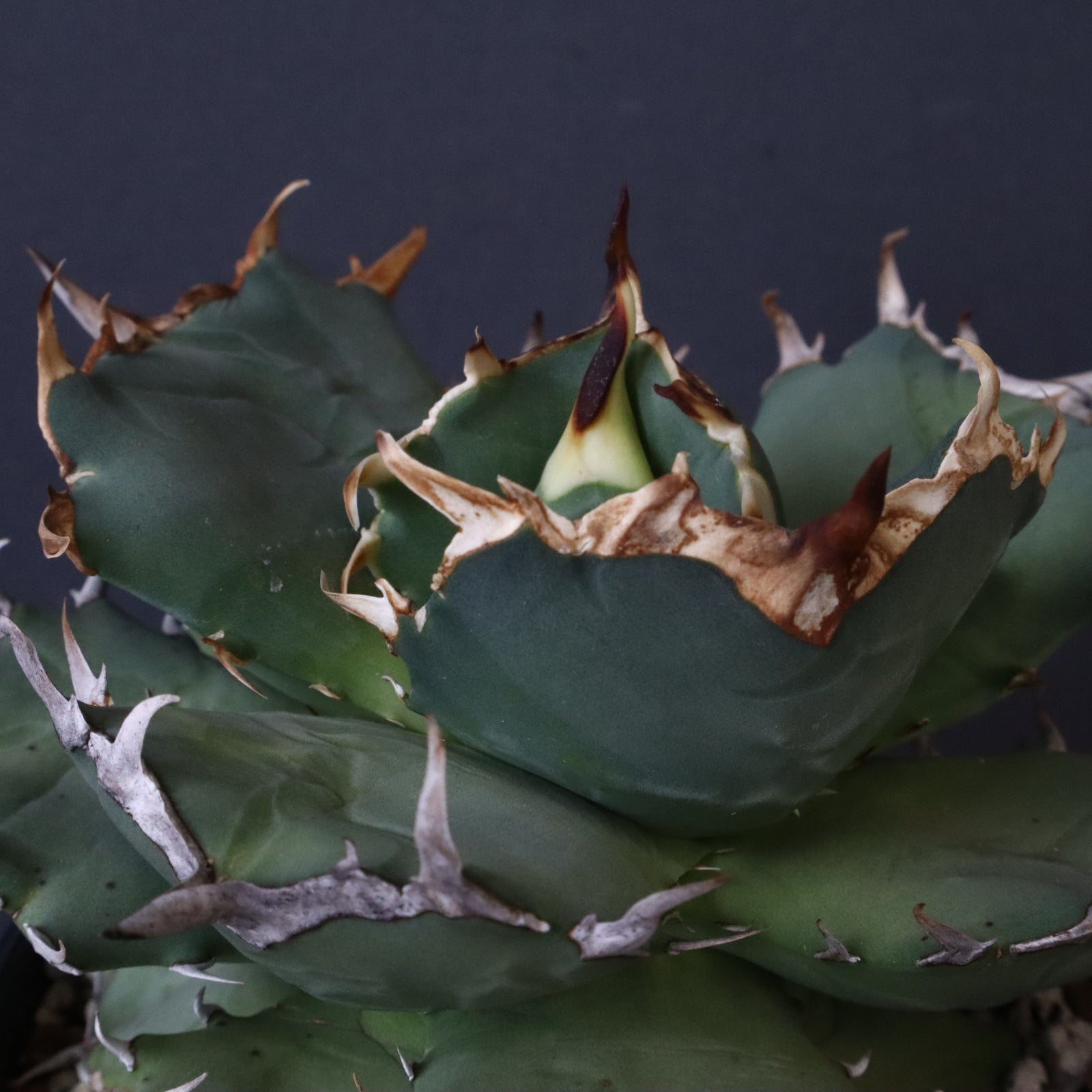 Agave 'Illusion'☆アガベ イリュージョン☆発根済☆HIDDENAGAVE