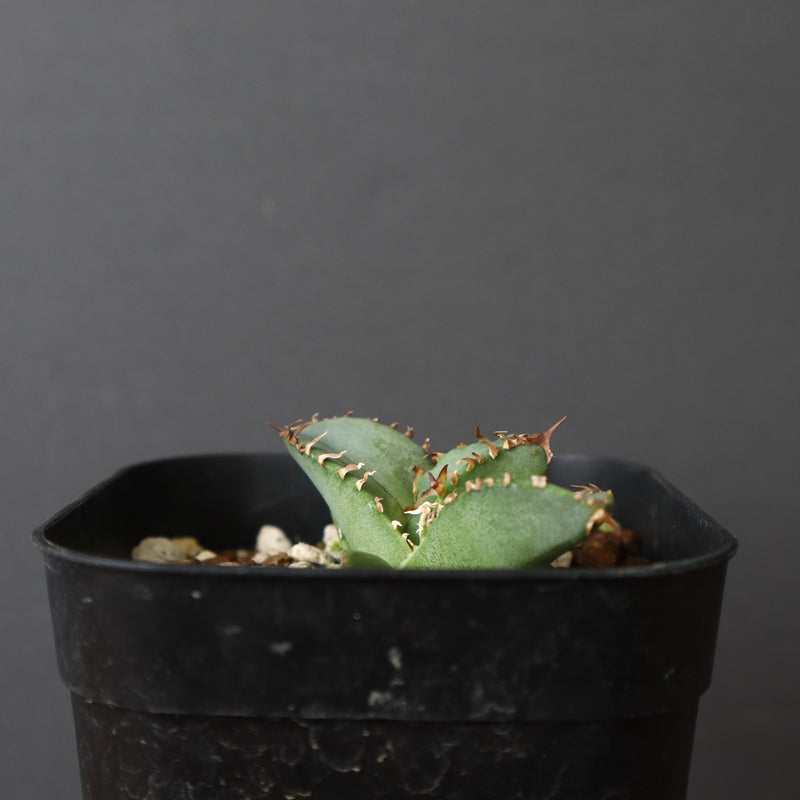アガベ TMMM アガベ FIP ハイブリッド + plantsmonsters pot 「Agave FIP