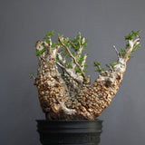 【Plants Greed】O.パキプス 501