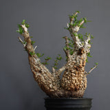 【Plants Greed】O.パキプス 501