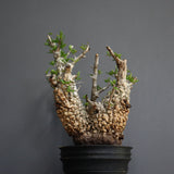【Plants Greed】O.パキプス 501
