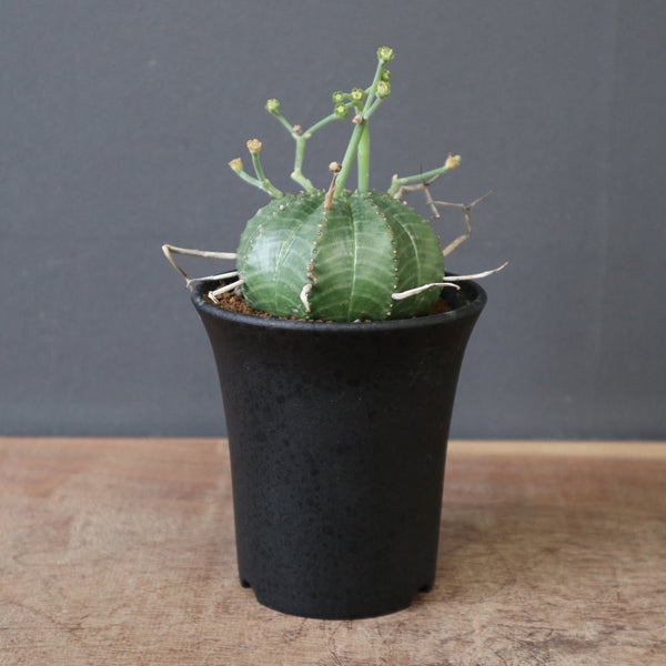 ユーフォルビア – TaiShoDo ONLINE SHOP
