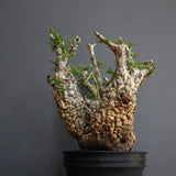 【Plants Greed】O.パキプス 501