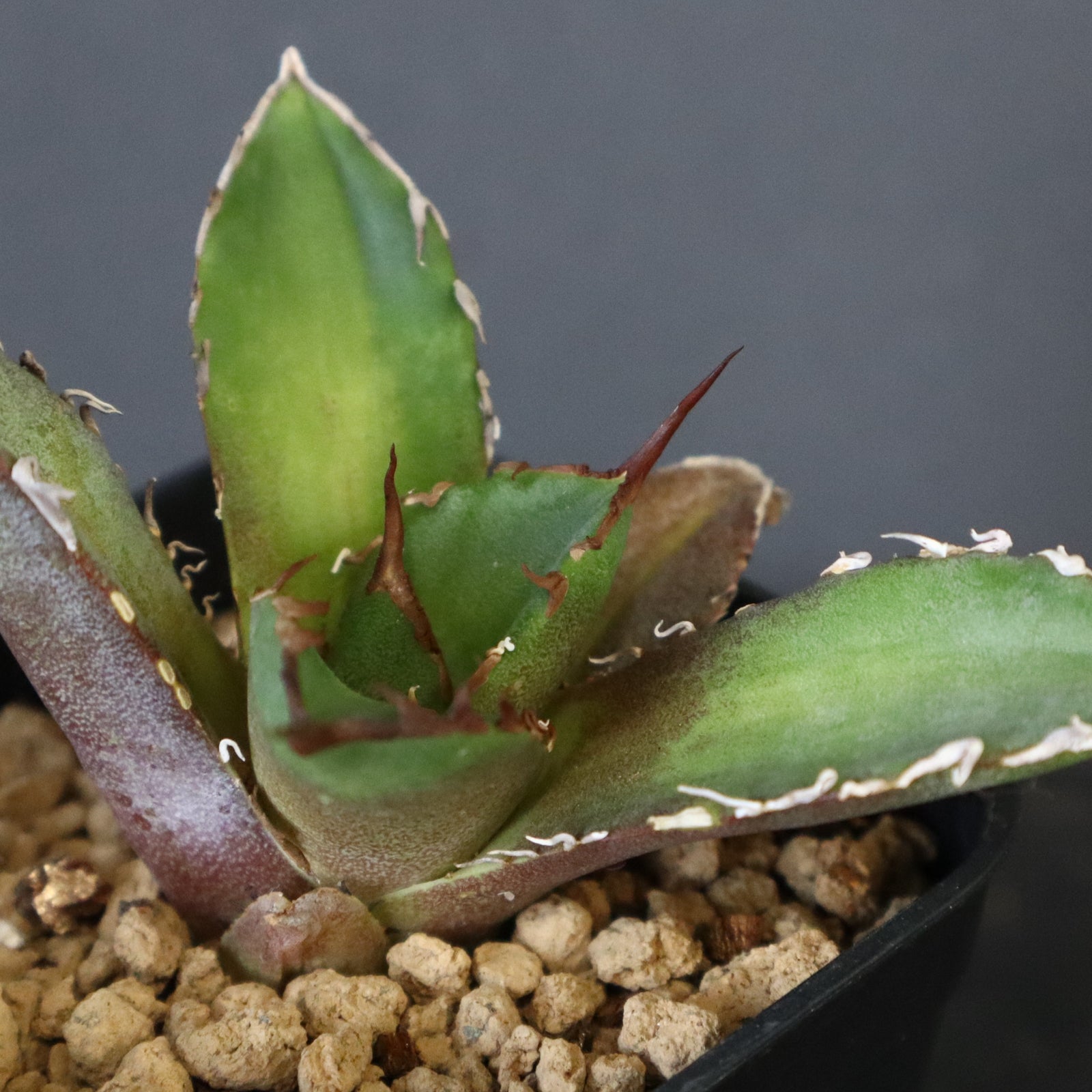 アガベ shin アガベ・チタノタ 黒犀牛（芽）-029｜agave titanota black