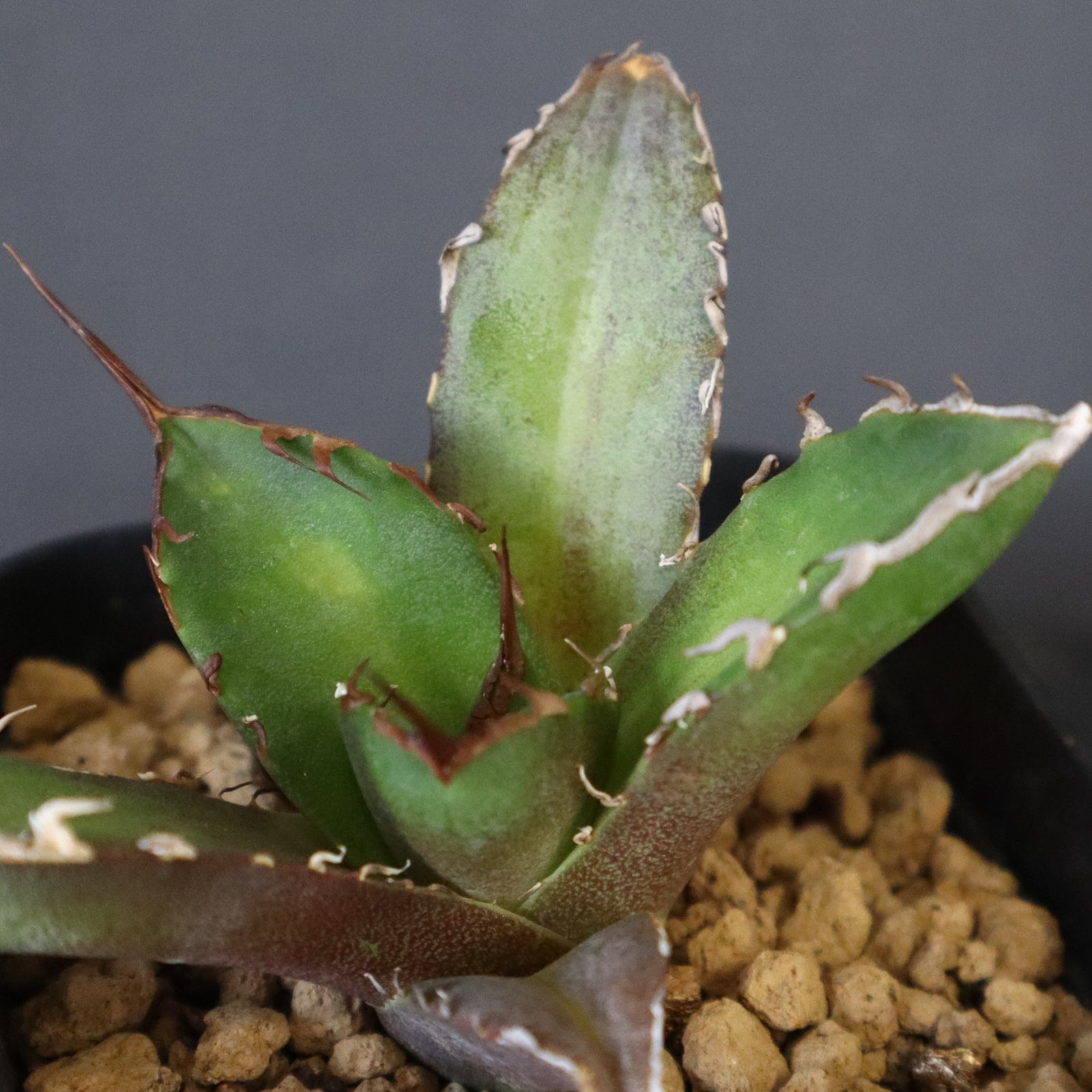 DRAGON AGAVE】アガベ 黒犀牛 EC13 – TaiShoDo ONLINE SHOP
