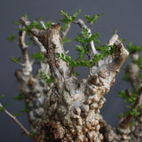 【Plants Greed】O.パキプス 501