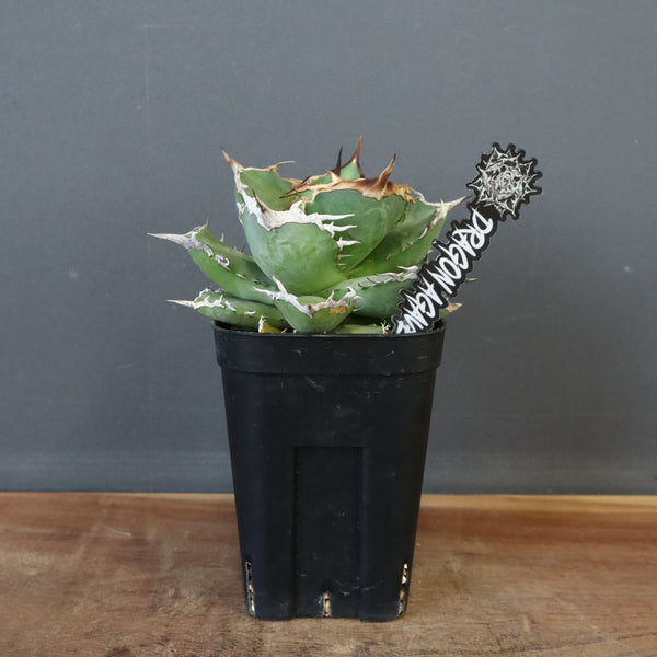 【DRAGON AGAVE】アガベ 黒犀牛 EC27