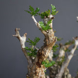 【Plants Greed】O.パキプス 501
