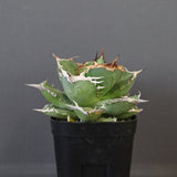 【DRAGON AGAVE】アガベ 黒犀牛 EC27