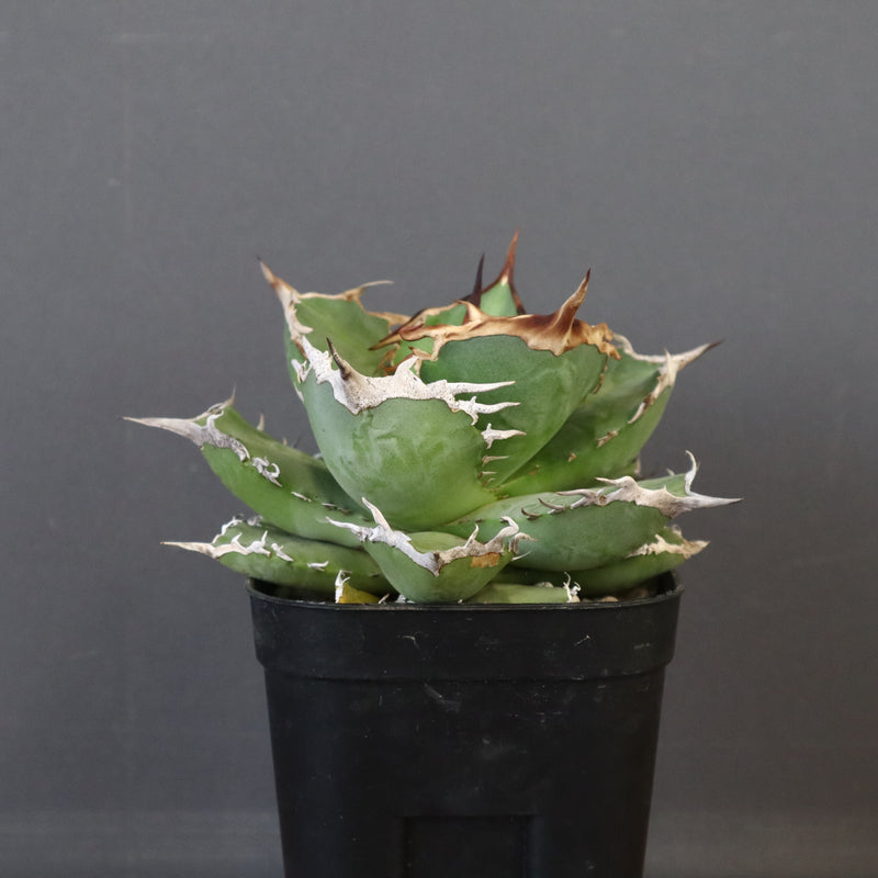 【DRAGON AGAVE】アガベ 黒犀牛 EC27