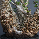 【Plants Greed】O.パキプス 501
