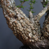 【Plants Greed】O.パキプス 501