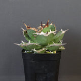 【DRAGON AGAVE】アガベ 黒犀牛 EC27