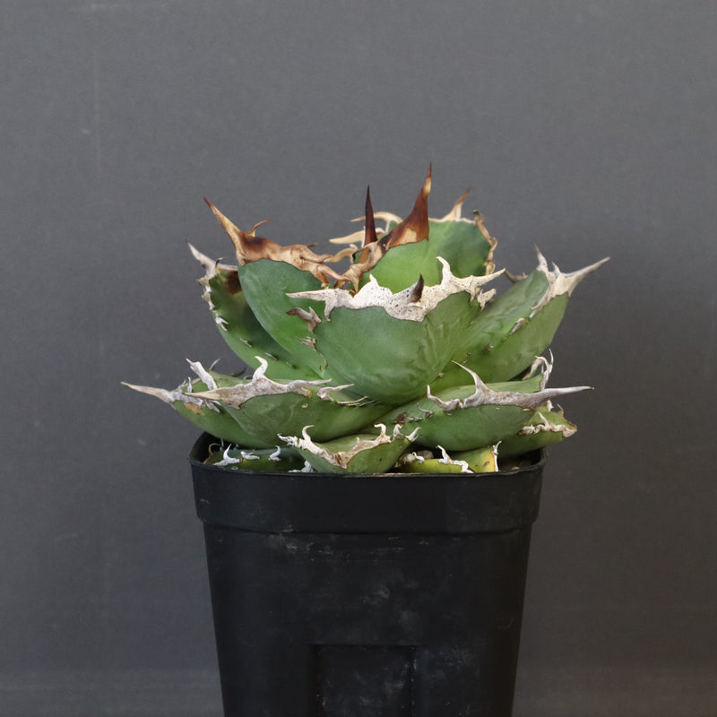 【DRAGON AGAVE】アガベ 黒犀牛 EC27