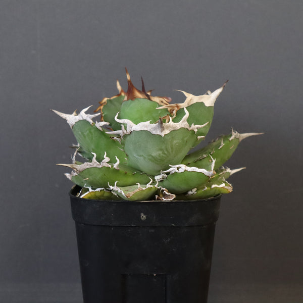 【DRAGON AGAVE】アガベ 黒犀牛 EC27