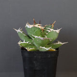 【DRAGON AGAVE】アガベ 黒犀牛 EC27