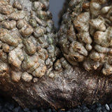 【Plants Greed】O.パキプス 501