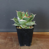 【DRAGON AGAVE】アガベ 黒犀牛 EC27