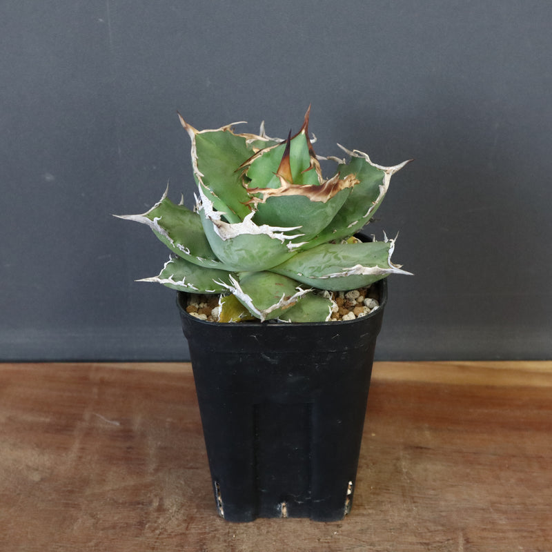【DRAGON AGAVE】アガベ 黒犀牛 EC27