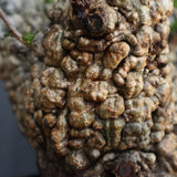 【Plants Greed】O.パキプス 501