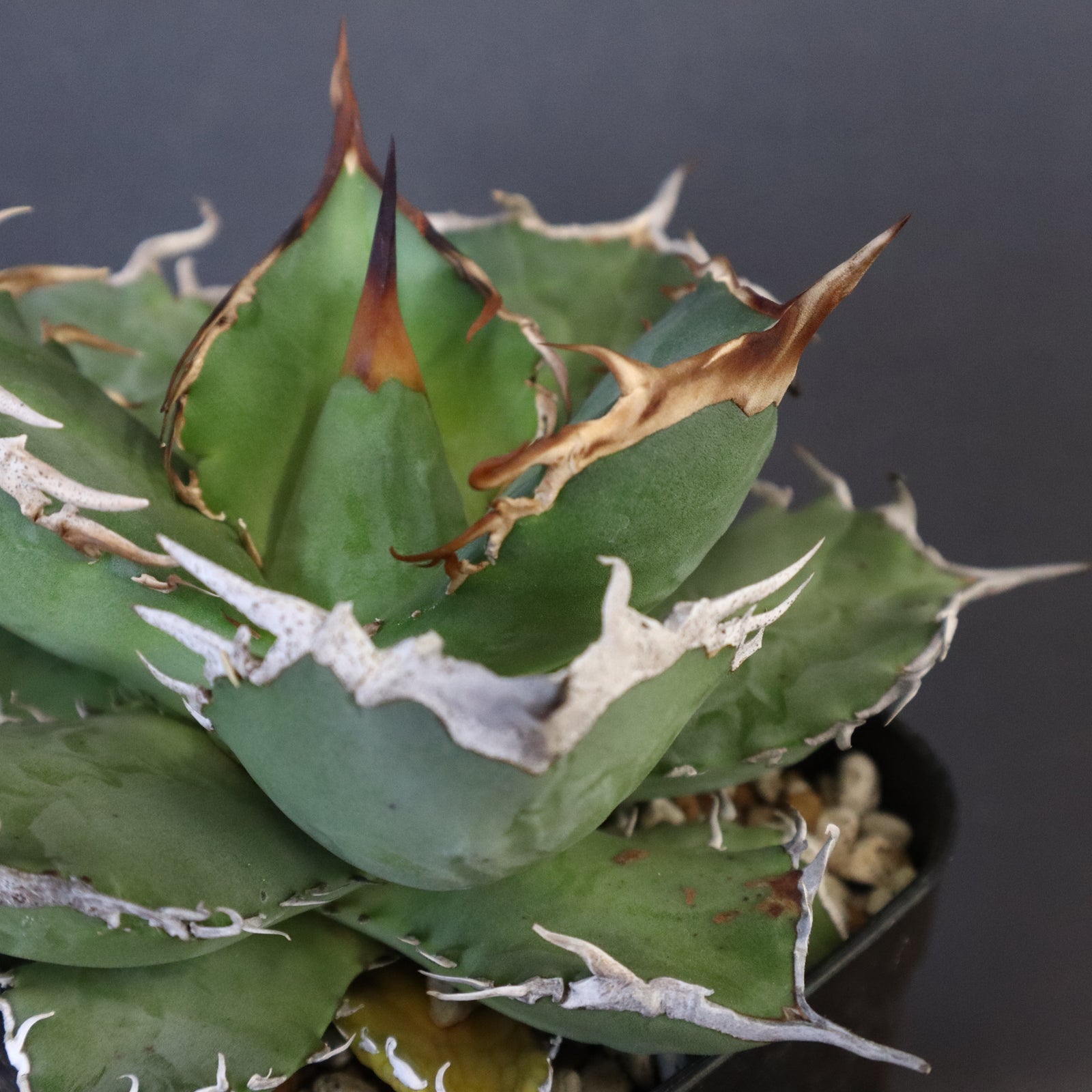 DRAGON AGAVE】アガベ 黒犀牛 EC27 – TaiShoDo ONLINE SHOP
