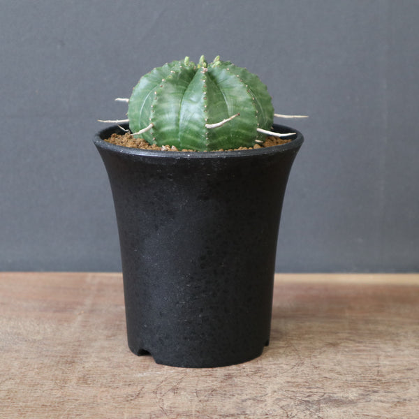 新商品 – 18ページ目 – TaiShoDo ONLINE SHOP
