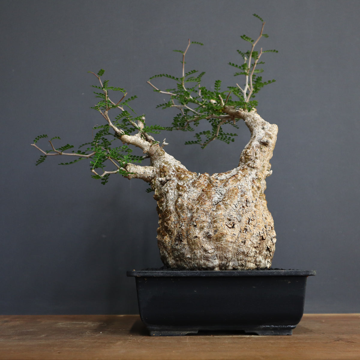 オペルクリカリア・パキプス – TaiShoDo ONLINE SHOP