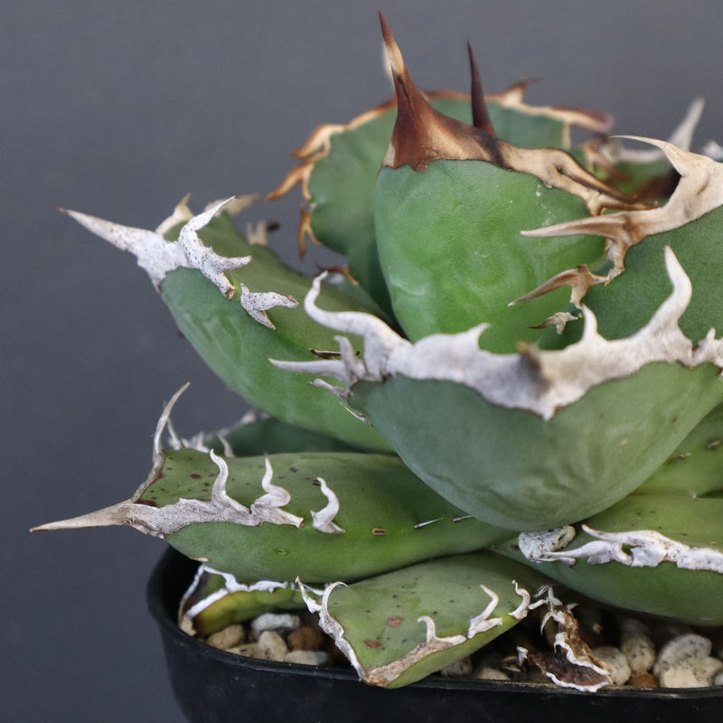 【DRAGON AGAVE】アガベ 黒犀牛 EC27
