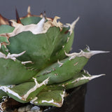 【DRAGON AGAVE】アガベ 黒犀牛 EC27