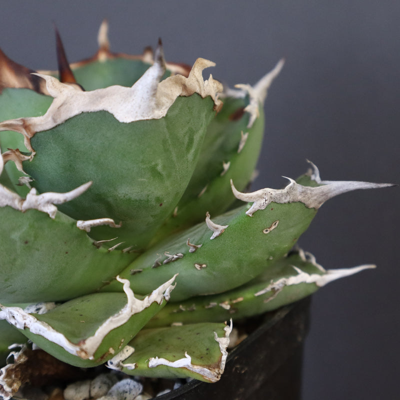 【DRAGON AGAVE】アガベ 黒犀牛 EC27