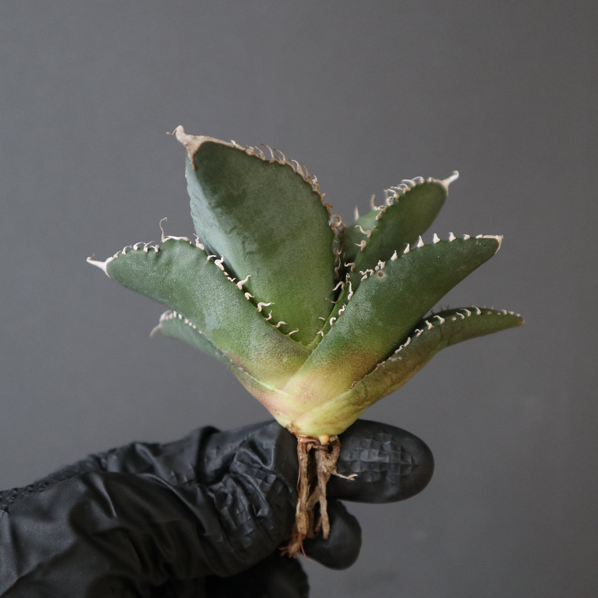 TaiShoDo ONLINE SHOP 塊根植物 多肉植物通販