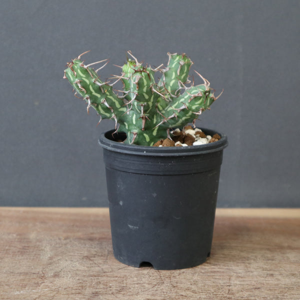 E.アクチノクラダ 5 – TaiShoDo ONLINE SHOP