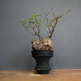 【Plants Greed】O.パキプス 28