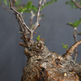 【Plants Greed】O.パキプス 28