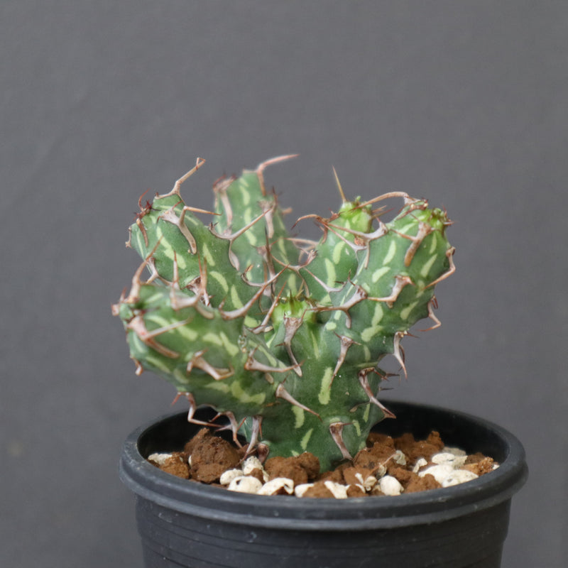 E.アクチノクラダ 5 – TaiShoDo ONLINE SHOP