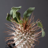【ベアルート】P.ナマクアナム  (実生)  19
