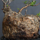 【Plants Greed】O.パキプス 28