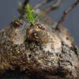 【Plants Greed】O.パキプス 28
