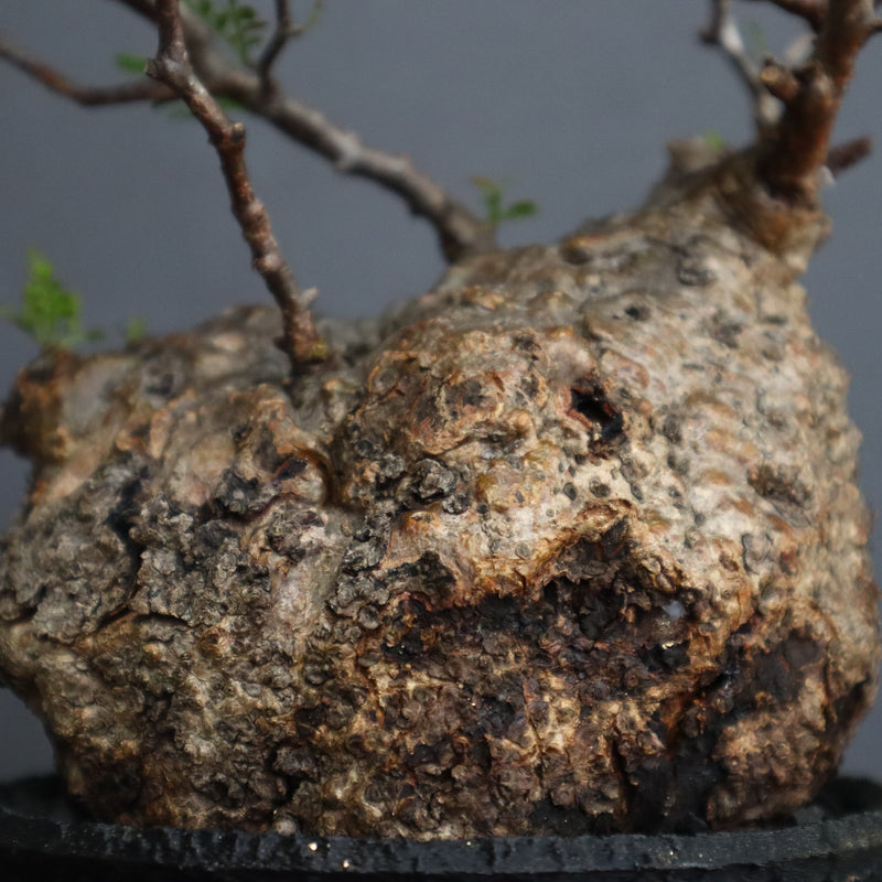 【Plants Greed】O.パキプス 28